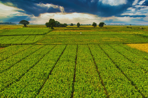 Agrochemicals